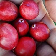 Саджанець Журавлина Стівенс